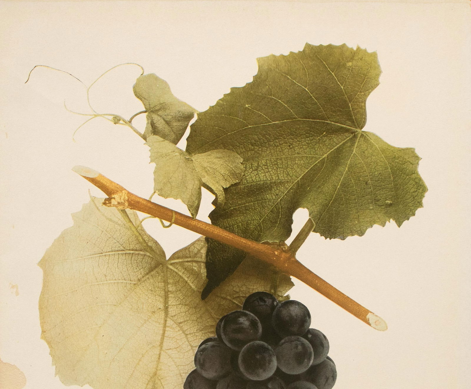 1900s U. P. Hedrick, Original Antique Photogravure of Moore Early Grapes - 3