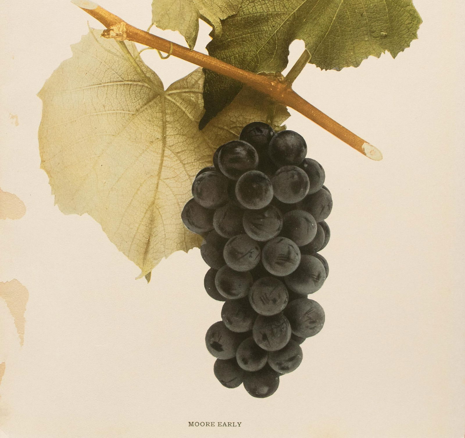 1900s U. P. Hedrick, Original Antique Photogravure of Moore Early Grapes - 4