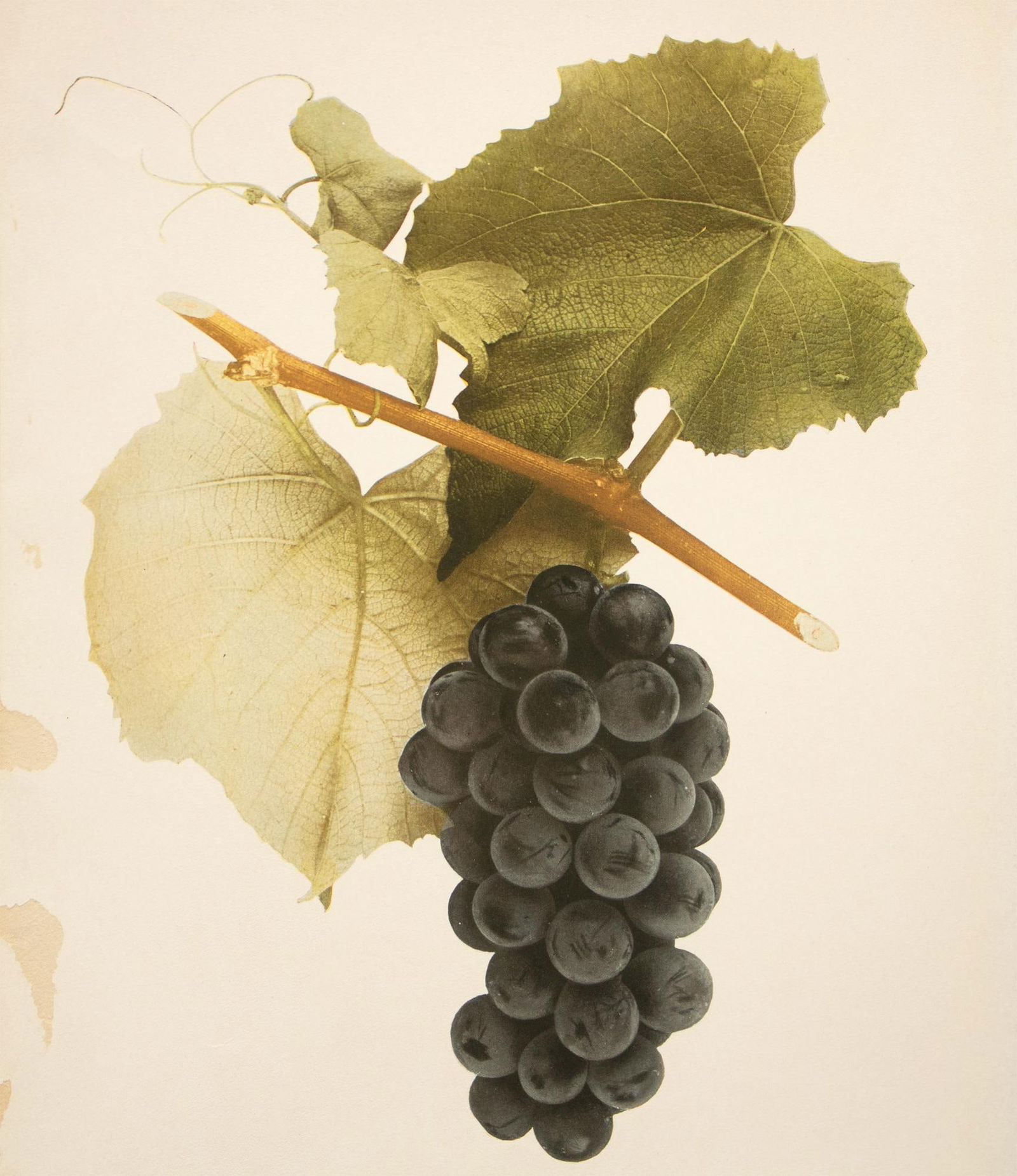 1900s U. P. Hedrick, Original Antique Photogravure of Moore Early Grapes - 5