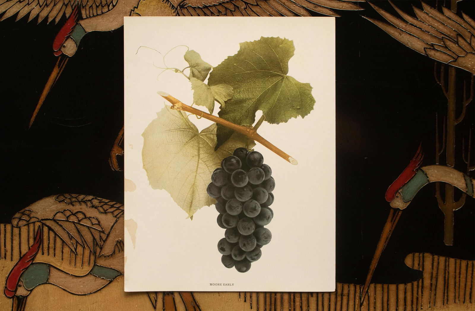 1900s U. P. Hedrick, Original Antique Photogravure of Moore Early Grapes - 6