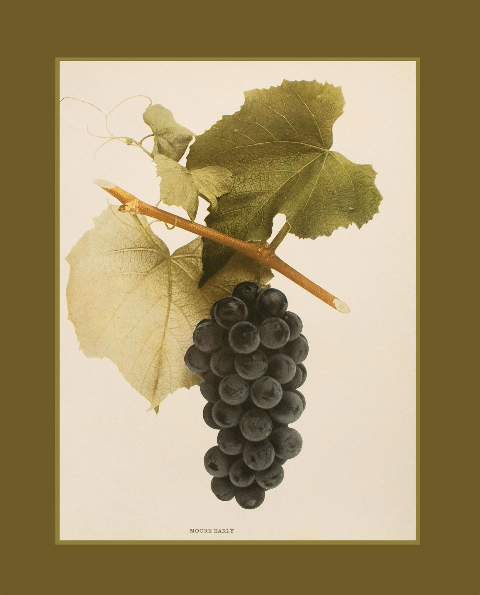 1900s U. P. Hedrick, Original Antique Photogravure of Moore Early Grapes - 7