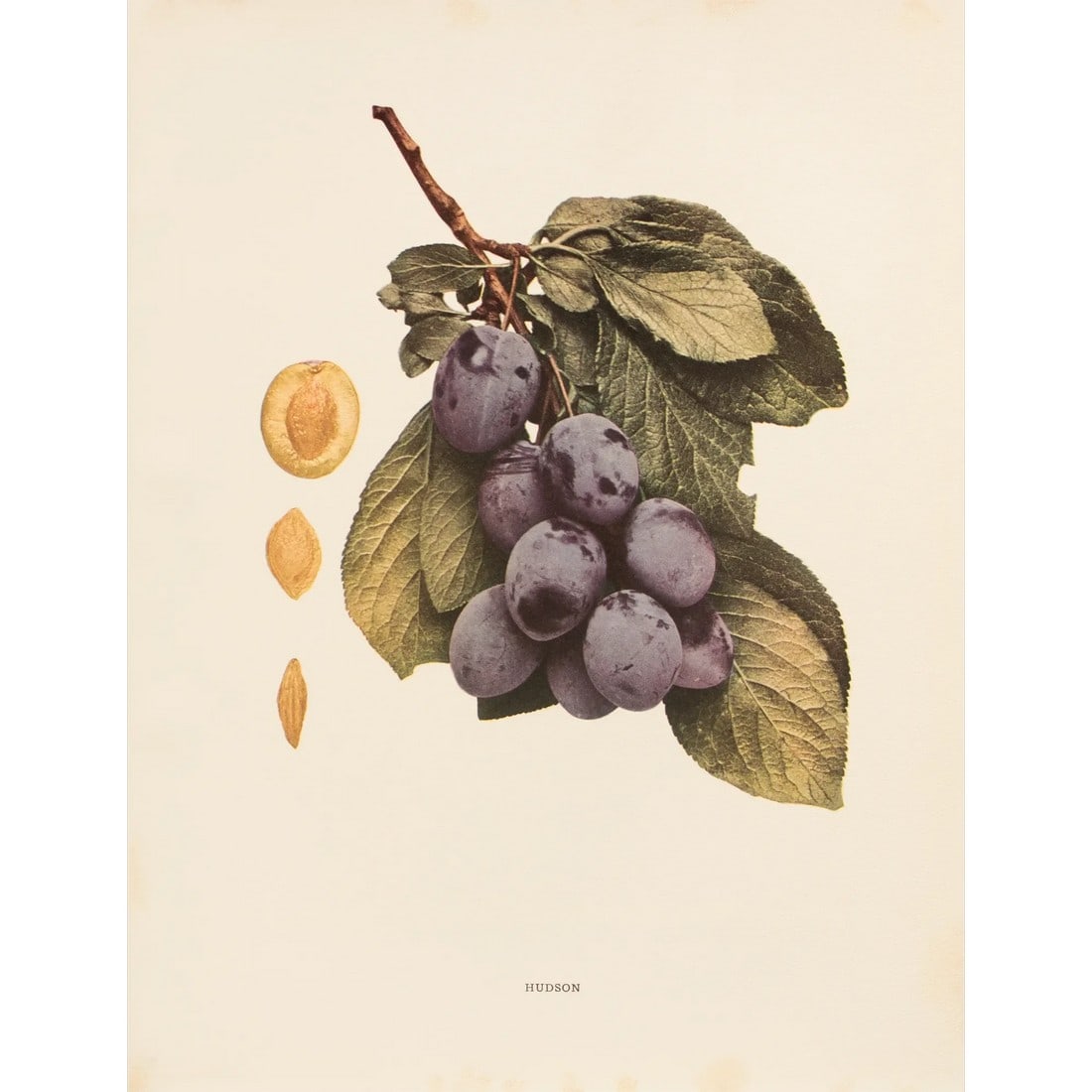 1900s U. P. Hedrick, Original Antique Photogravure of Hudson Plums: A magnificent original antique photogravure (print) of Hudson Plums by Ulysses Prentiss Hedrick (1870-1951). Superb quality. Printed on one side on heavy paper. Published and printed in early 1900s.