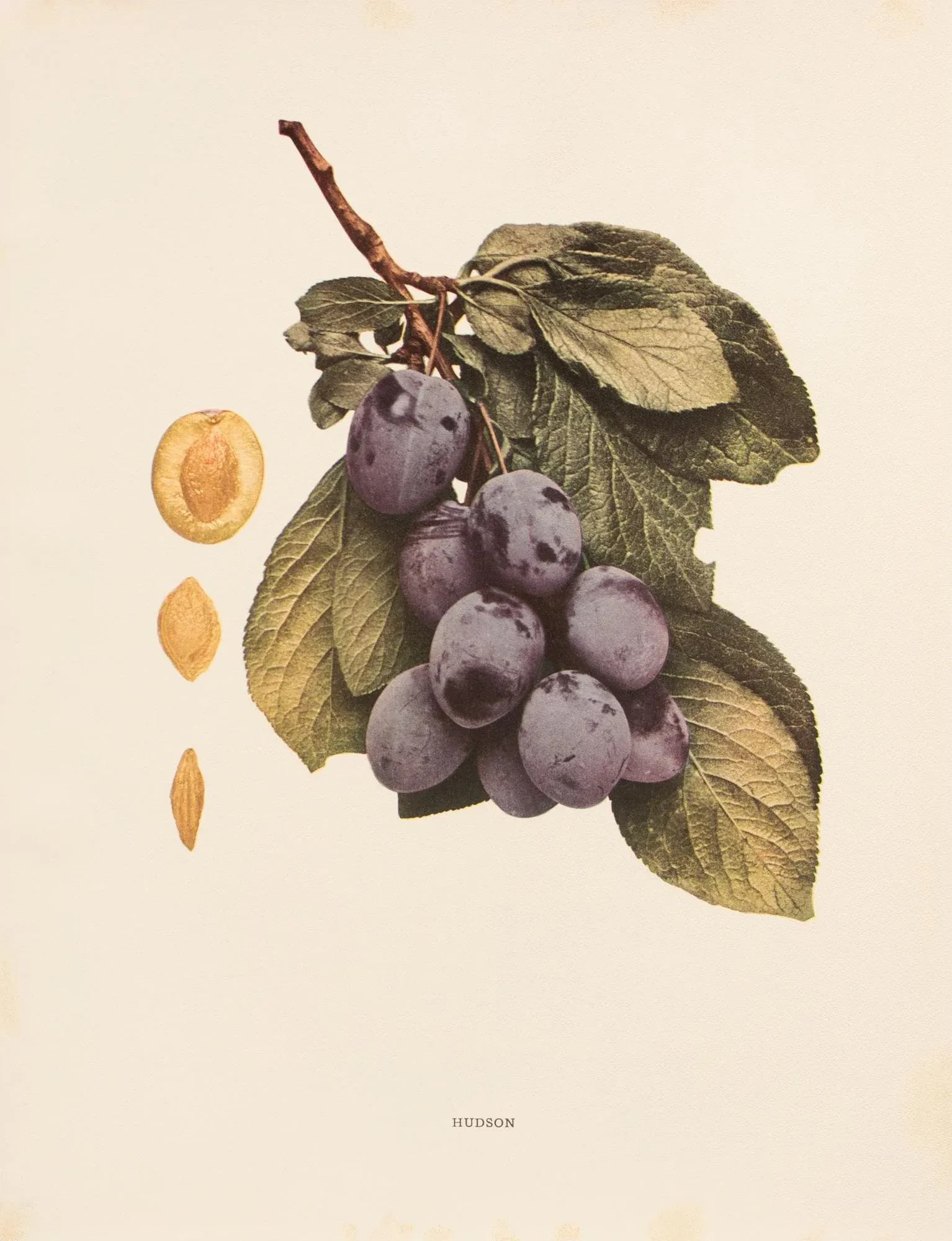 1900s U. P. Hedrick, Original Antique Photogravure of Hudson Plums - 2