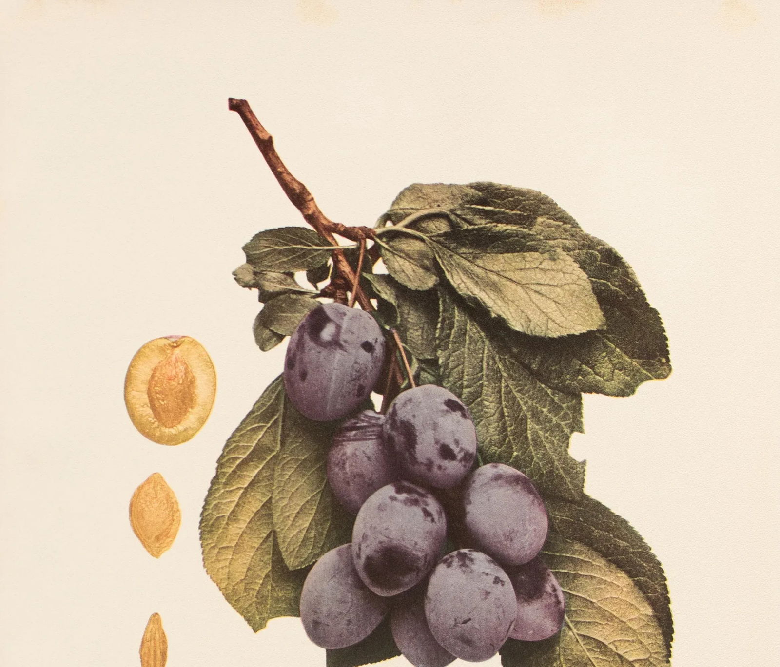 1900s U. P. Hedrick, Original Antique Photogravure of Hudson Plums - 3