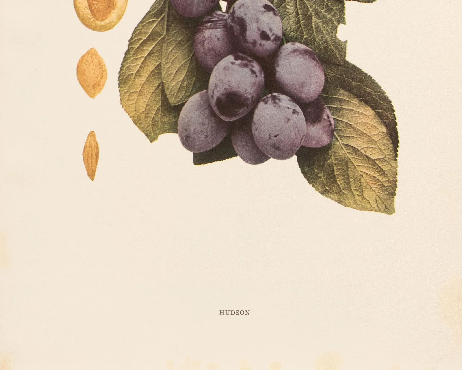 1900s U. P. Hedrick, Original Antique Photogravure of Hudson Plums - 4