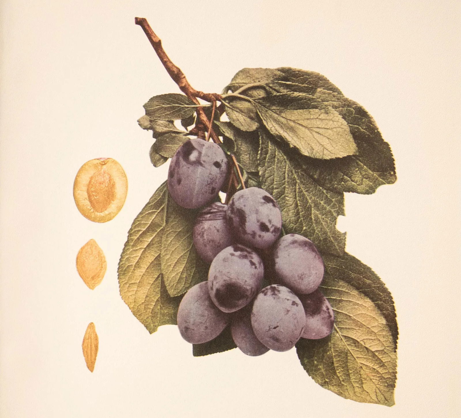 1900s U. P. Hedrick, Original Antique Photogravure of Hudson Plums - 5