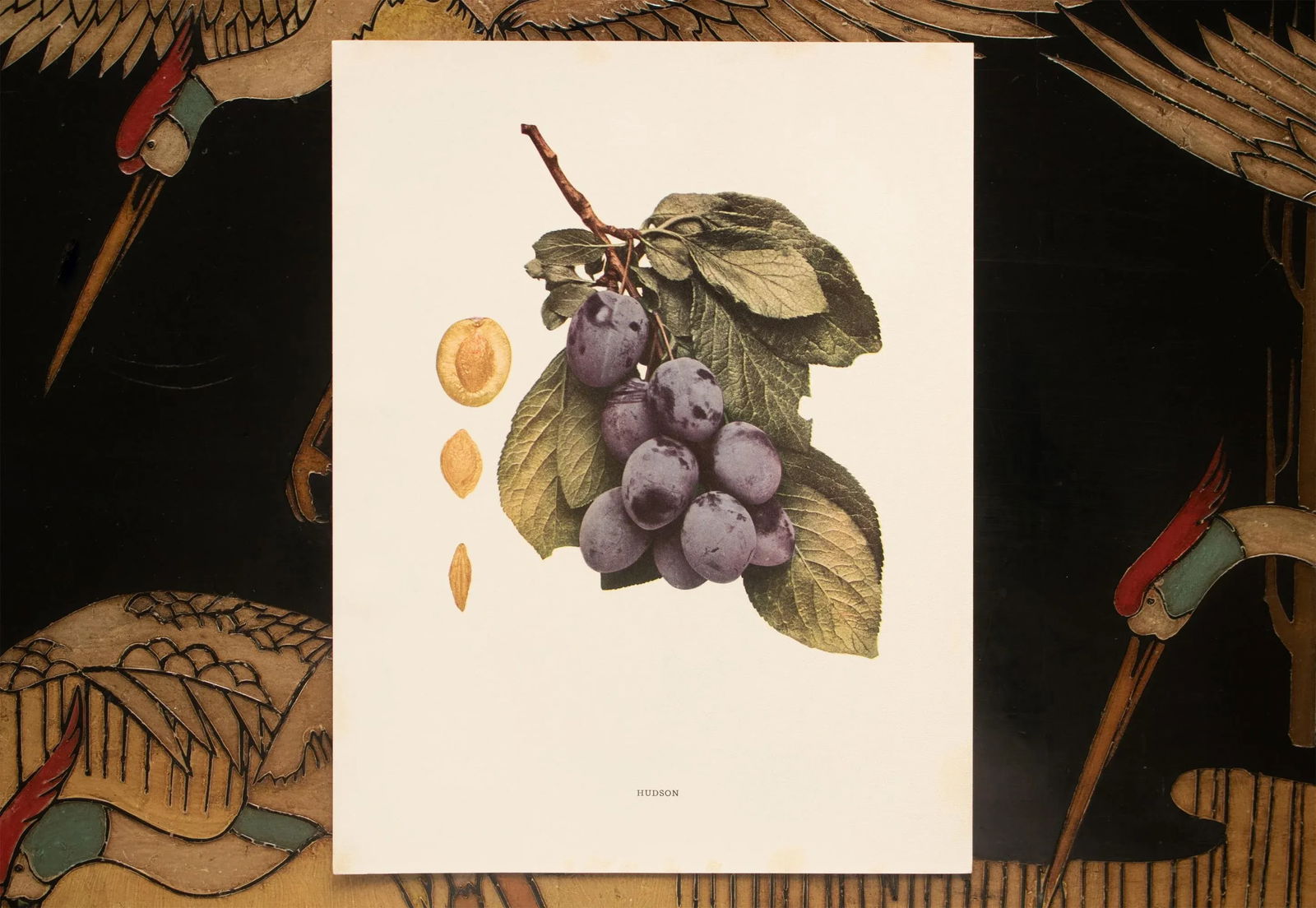 1900s U. P. Hedrick, Original Antique Photogravure of Hudson Plums - 6
