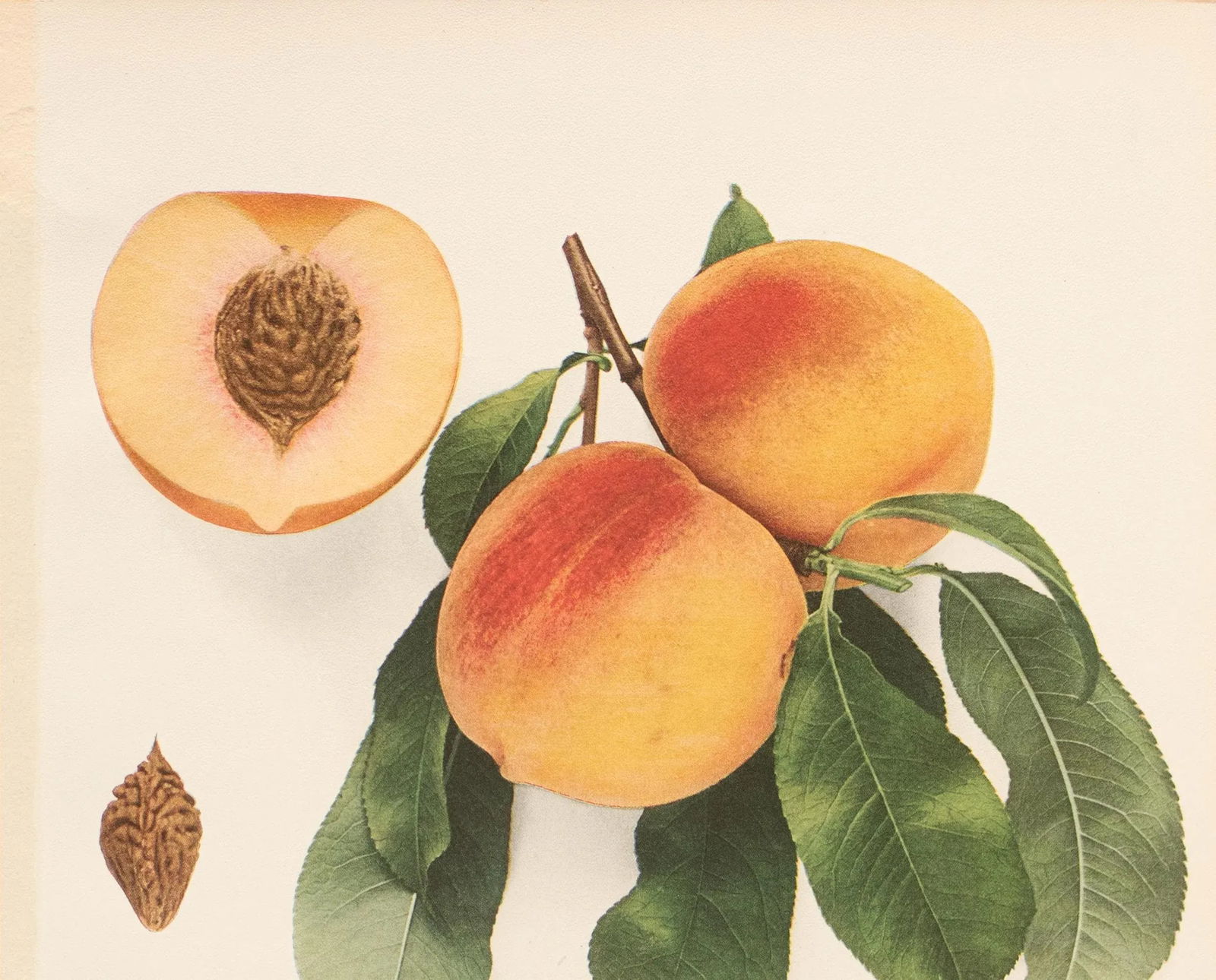 1900s U. P. Hedrick, Original Antique Photogravure of Niagara Peaches - 3