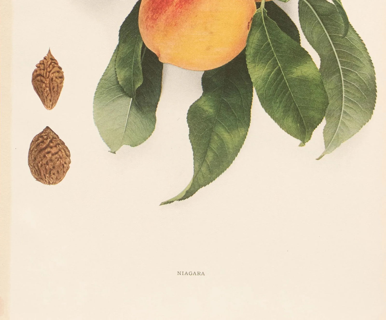 1900s U. P. Hedrick, Original Antique Photogravure of Niagara Peaches - 4