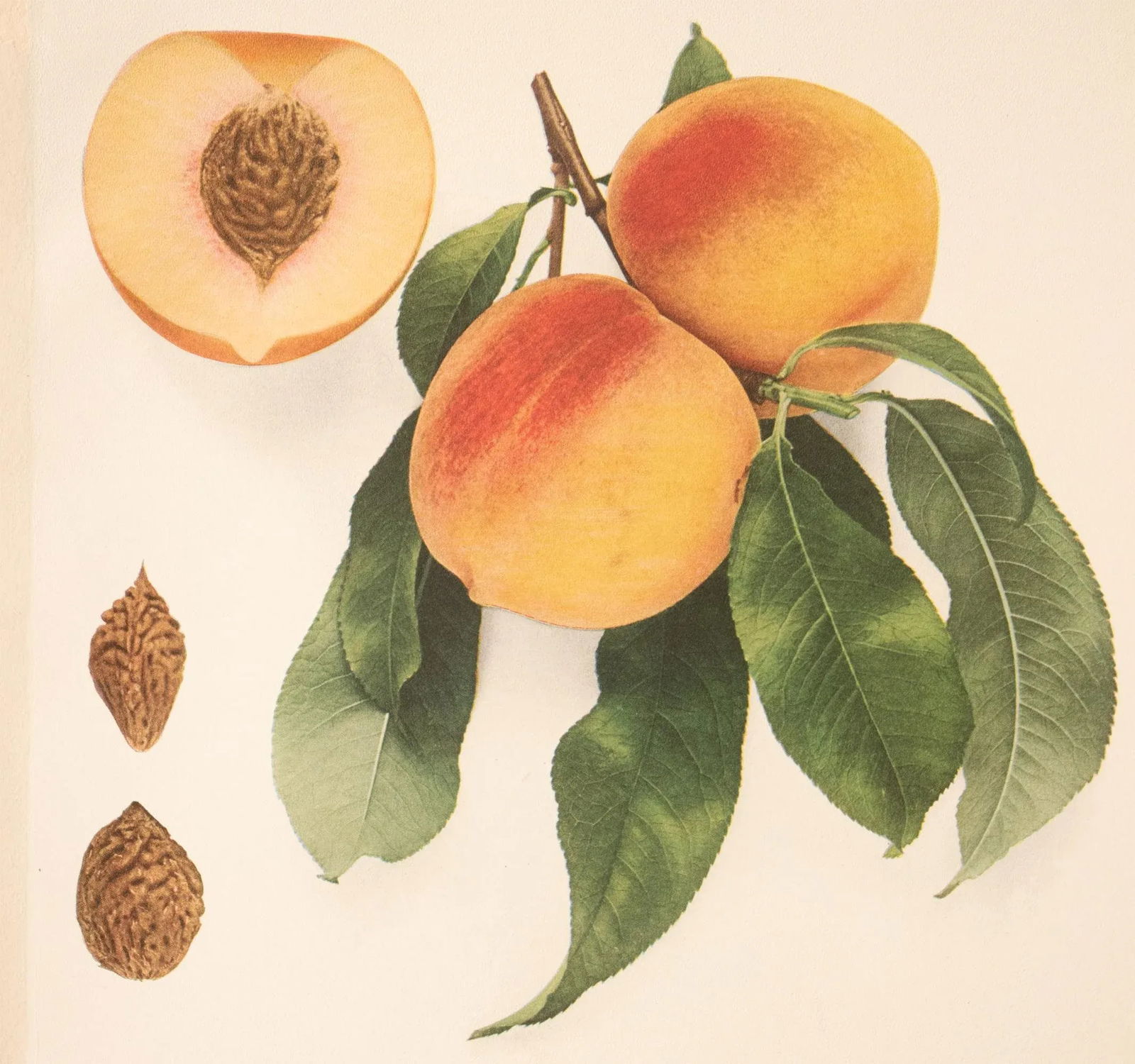 1900s U. P. Hedrick, Original Antique Photogravure of Niagara Peaches - 5