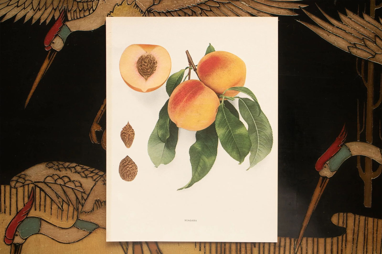 1900s U. P. Hedrick, Original Antique Photogravure of Niagara Peaches - 6