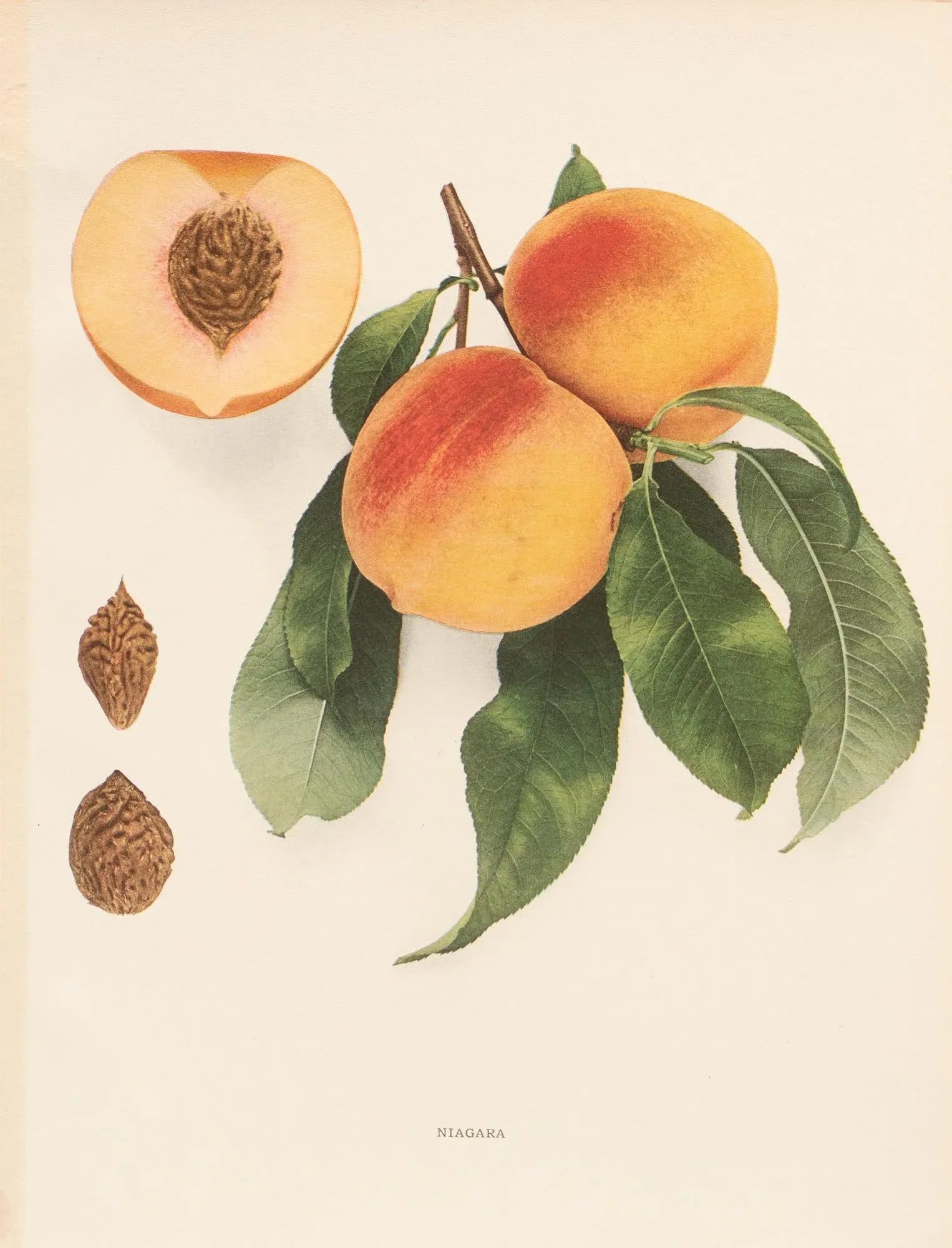 1900s U. P. Hedrick, Original Antique Photogravure of Niagara Peaches - 7