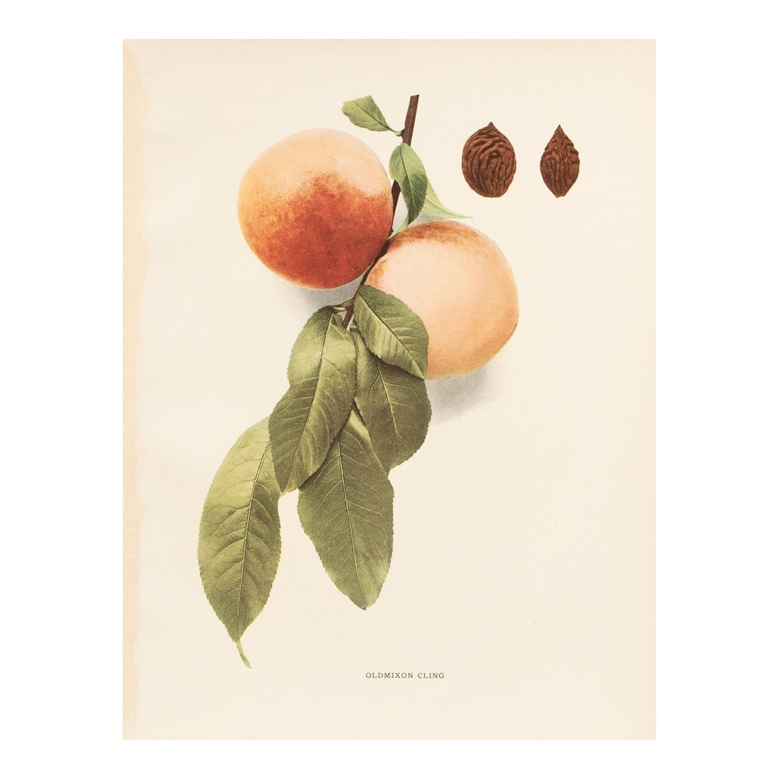 1900s U. P. Hedrick, Original Antique Photogravure of Oldmixon Cling Peaches: A magnificent original antique photogravure (print) of Oldmixon Cling Peaches by Ulysses Prentiss Hedrick (1870-1951). Superb quality. Printed on one side on heavy paper. Published and printed in