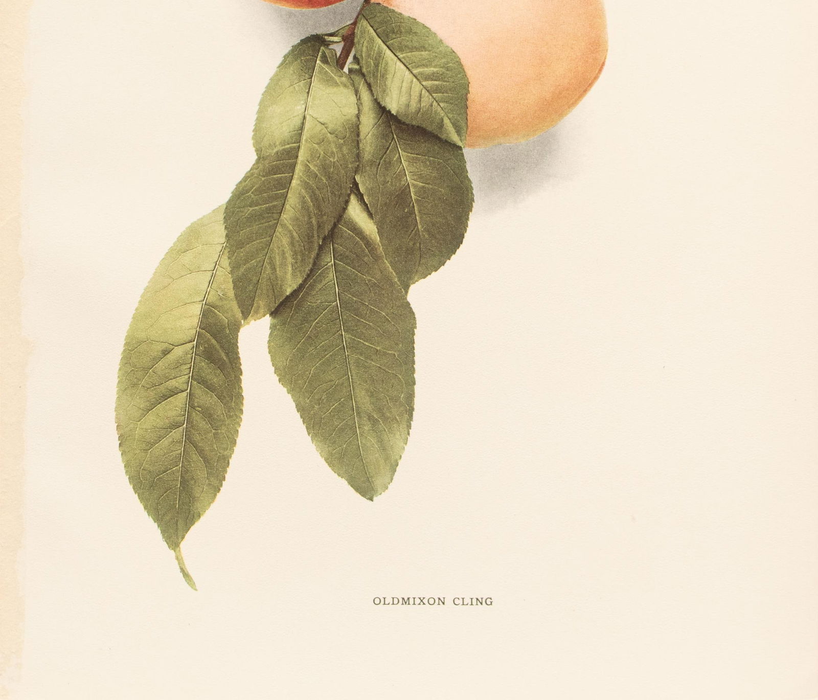 1900s U. P. Hedrick, Original Antique Photogravure of Oldmixon Cling Peaches - 4