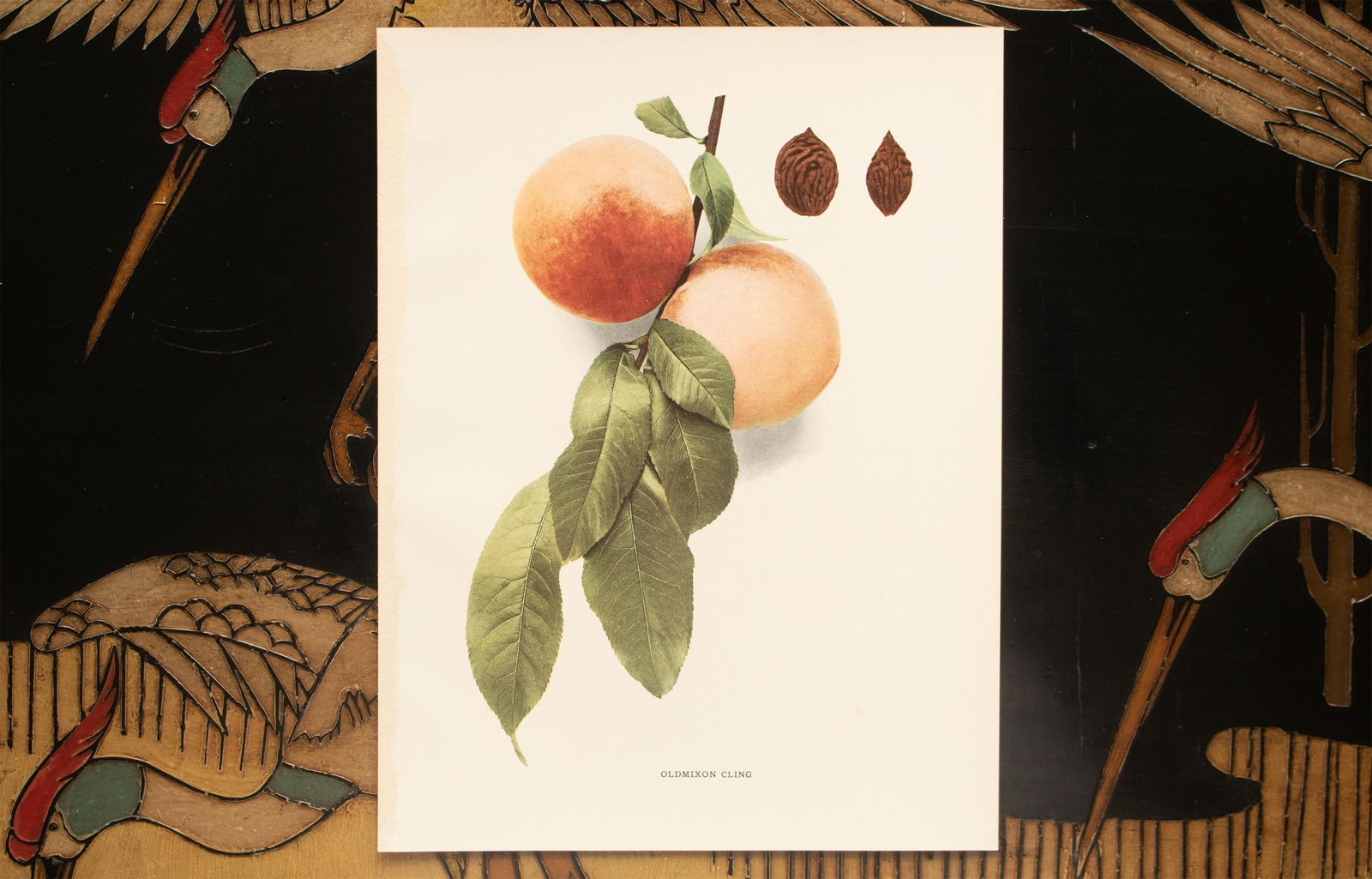 1900s U. P. Hedrick, Original Antique Photogravure of Oldmixon Cling Peaches - 6