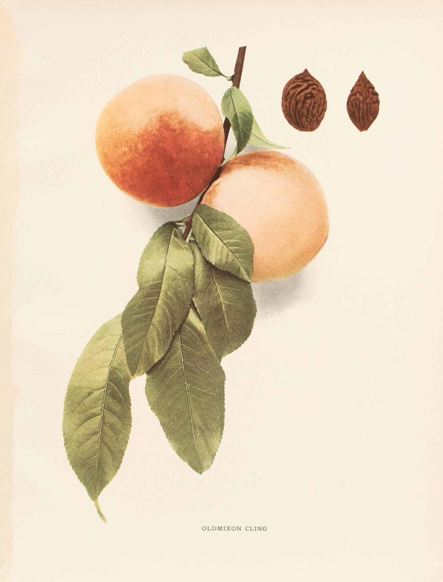 1900s U. P. Hedrick, Original Antique Photogravure of Oldmixon Cling Peaches - 7