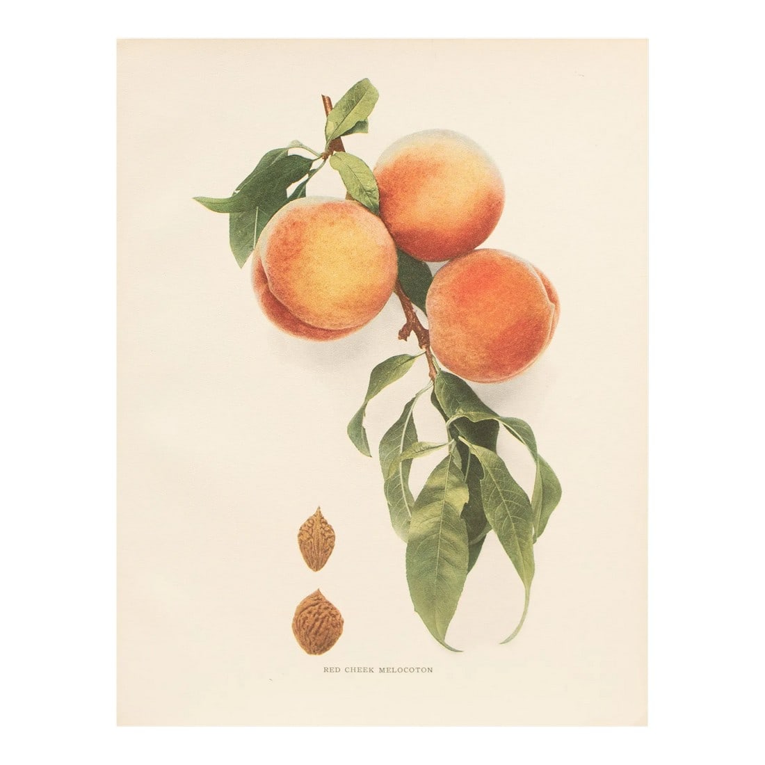 1900s U. P. Hedrick, Original Antique Photogravure of Red Cheek Melocoton Peaches: A magnificent original antique photogravure (print) of Red Cheek Melocoton Peaches by Ulysses Prentiss Hedrick (1870-1951). Superb quality. Printed on one side on heavy paper. Published and printed