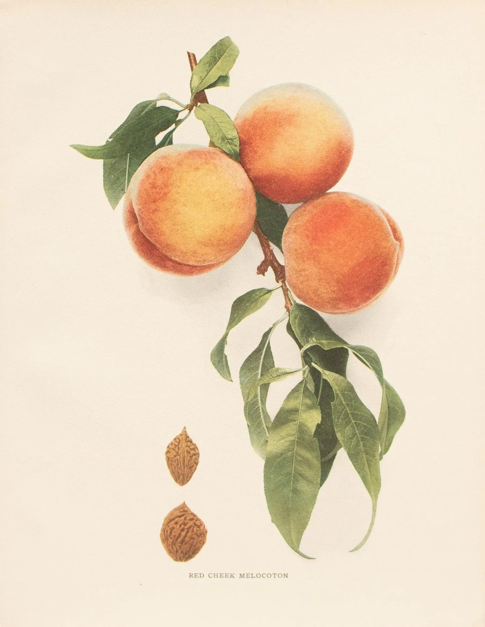 1900s U. P. Hedrick, Original Antique Photogravure of Red Cheek Melocoton Peaches - 2