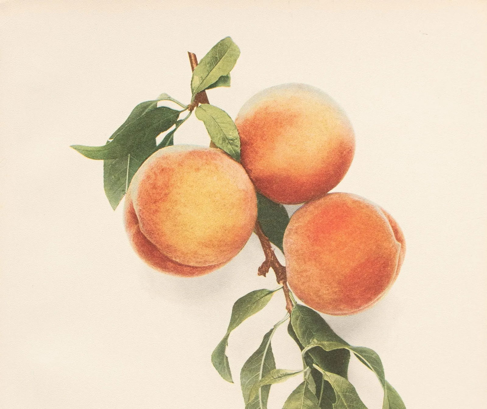 1900s U. P. Hedrick, Original Antique Photogravure of Red Cheek Melocoton Peaches - 3