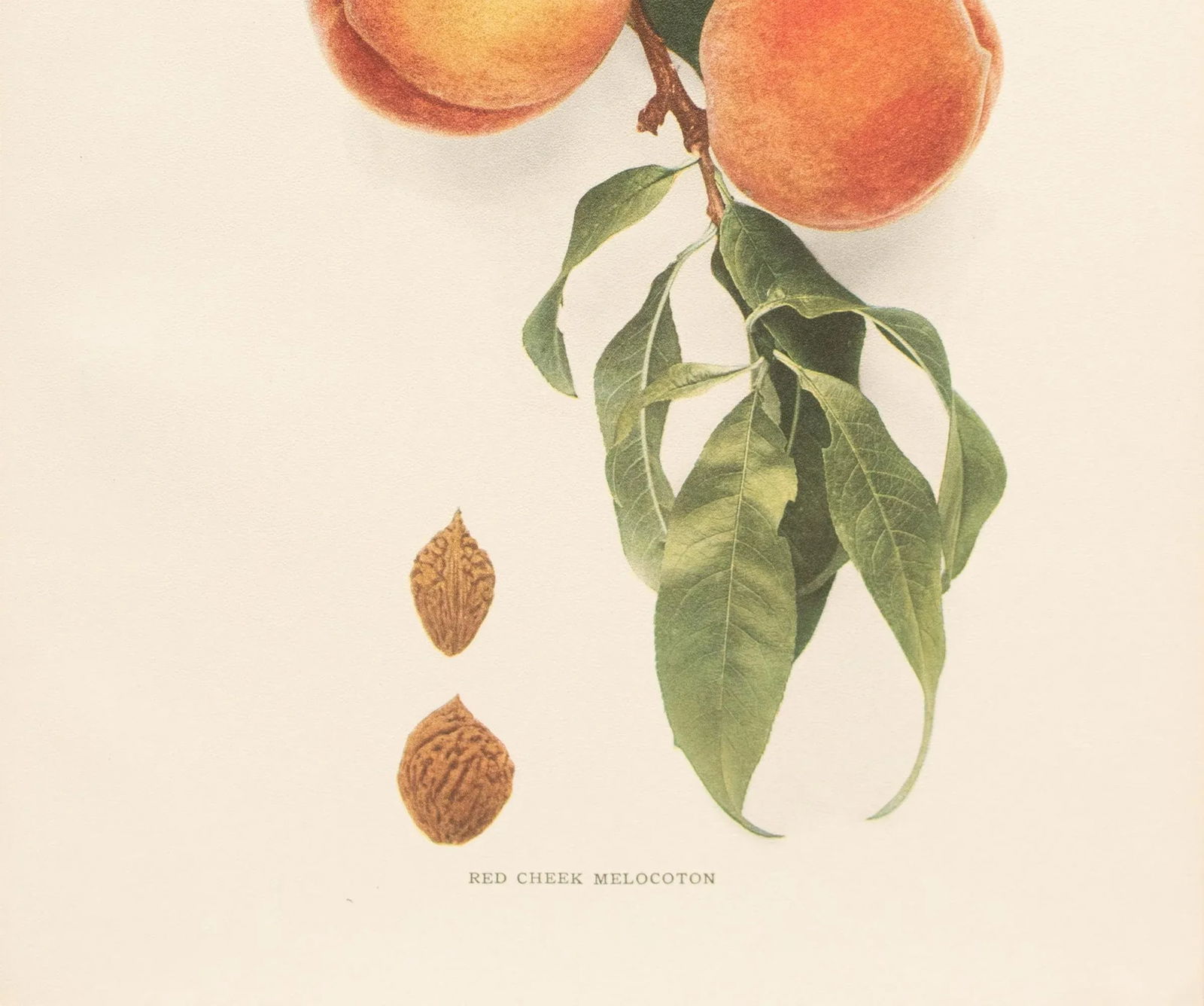 1900s U. P. Hedrick, Original Antique Photogravure of Red Cheek Melocoton Peaches - 4