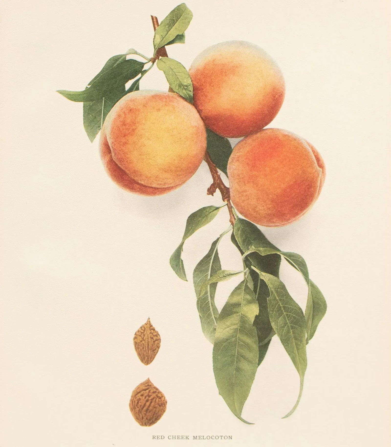 1900s U. P. Hedrick, Original Antique Photogravure of Red Cheek Melocoton Peaches - 5