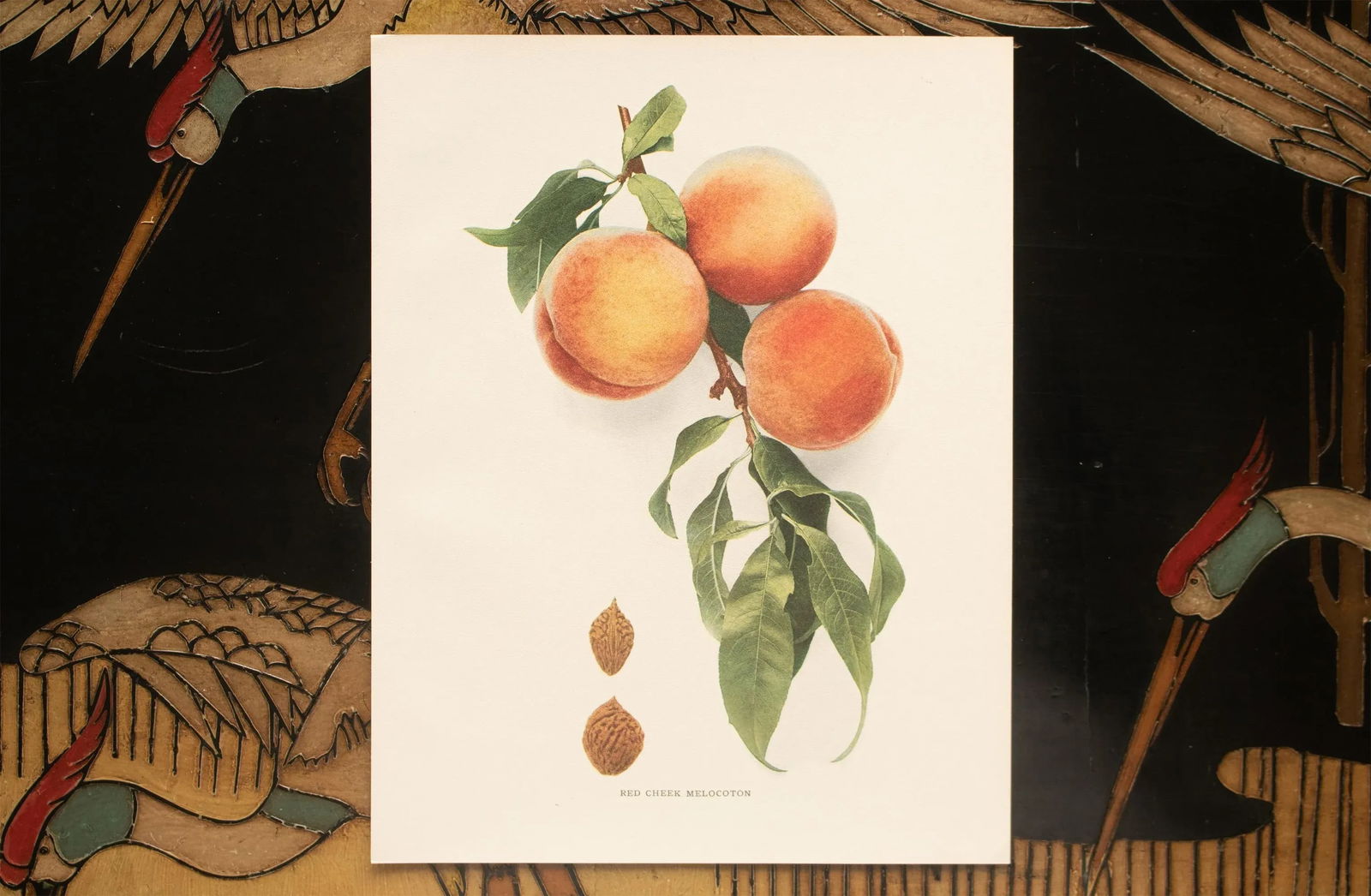 1900s U. P. Hedrick, Original Antique Photogravure of Red Cheek Melocoton Peaches - 6