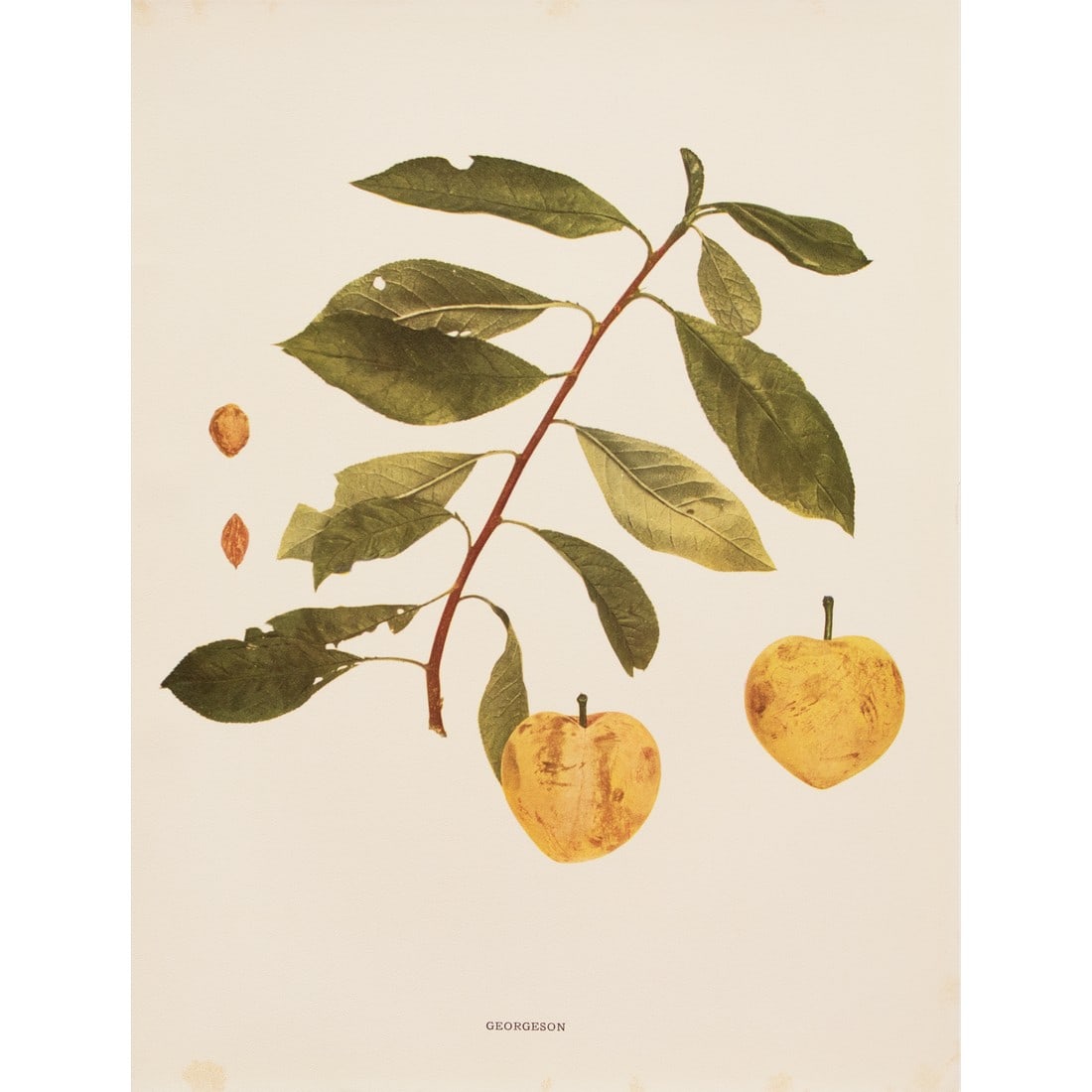 1900s U. P. Hedrick, Original Antique Photogravure of Georgeson Plums: A magnificent original antique photogravure (print) of Georgeson Plums by Ulysses Prentiss Hedrick (1870-1951). Superb quality. Printed on one side on heavy paper. Published and printed in early