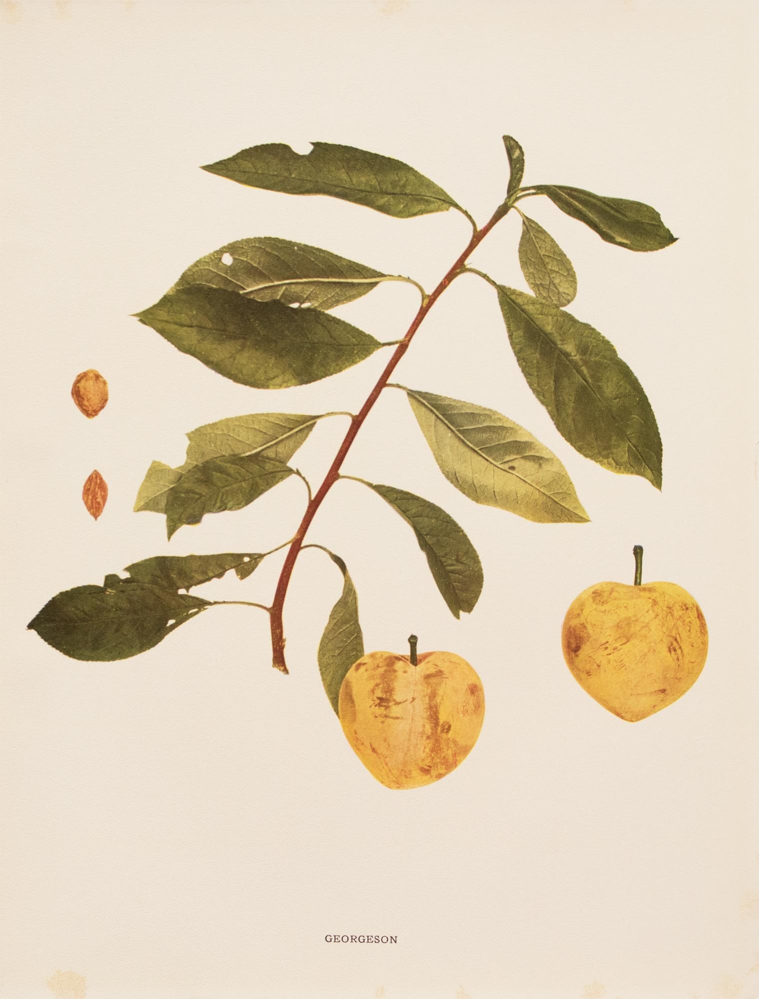 1900s U. P. Hedrick, Original Antique Photogravure of Georgeson Plums - 2