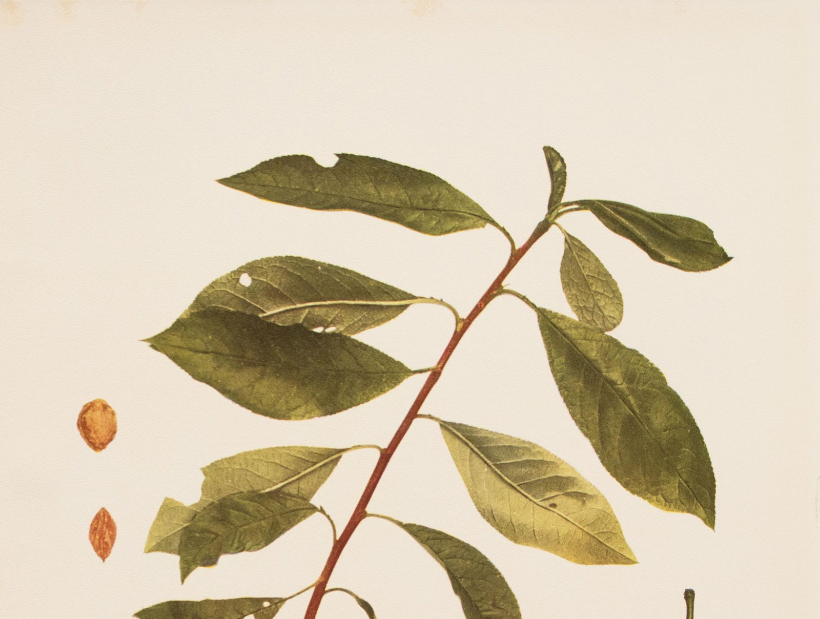 1900s U. P. Hedrick, Original Antique Photogravure of Georgeson Plums - 3