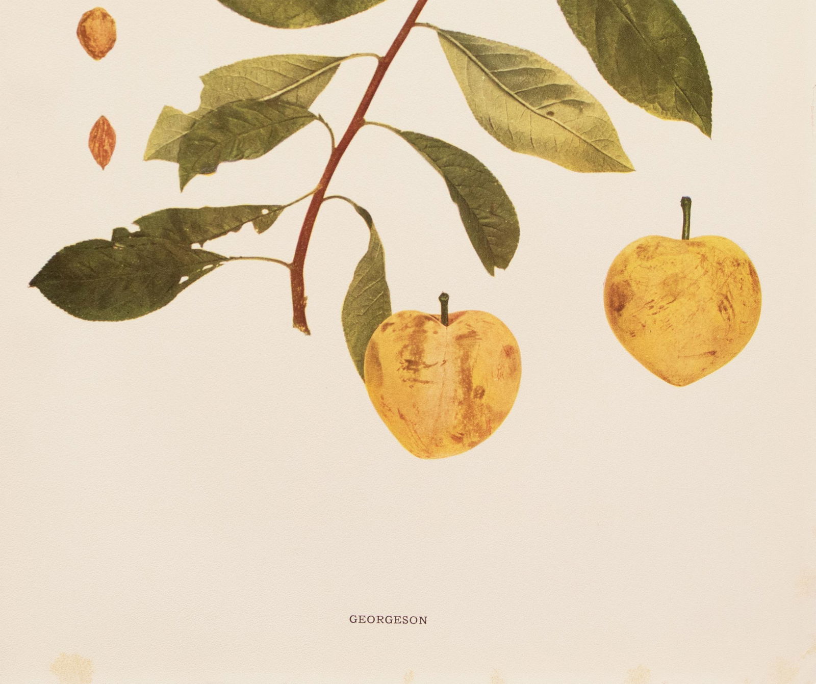 1900s U. P. Hedrick, Original Antique Photogravure of Georgeson Plums - 4