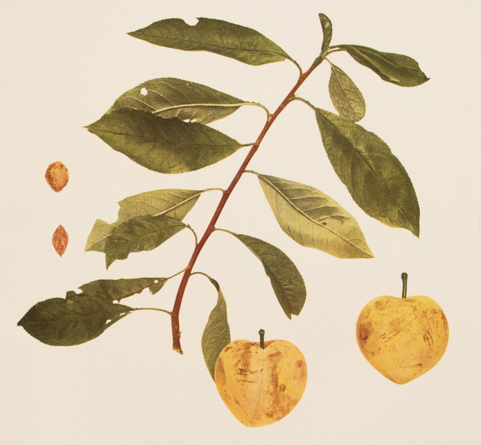 1900s U. P. Hedrick, Original Antique Photogravure of Georgeson Plums - 5