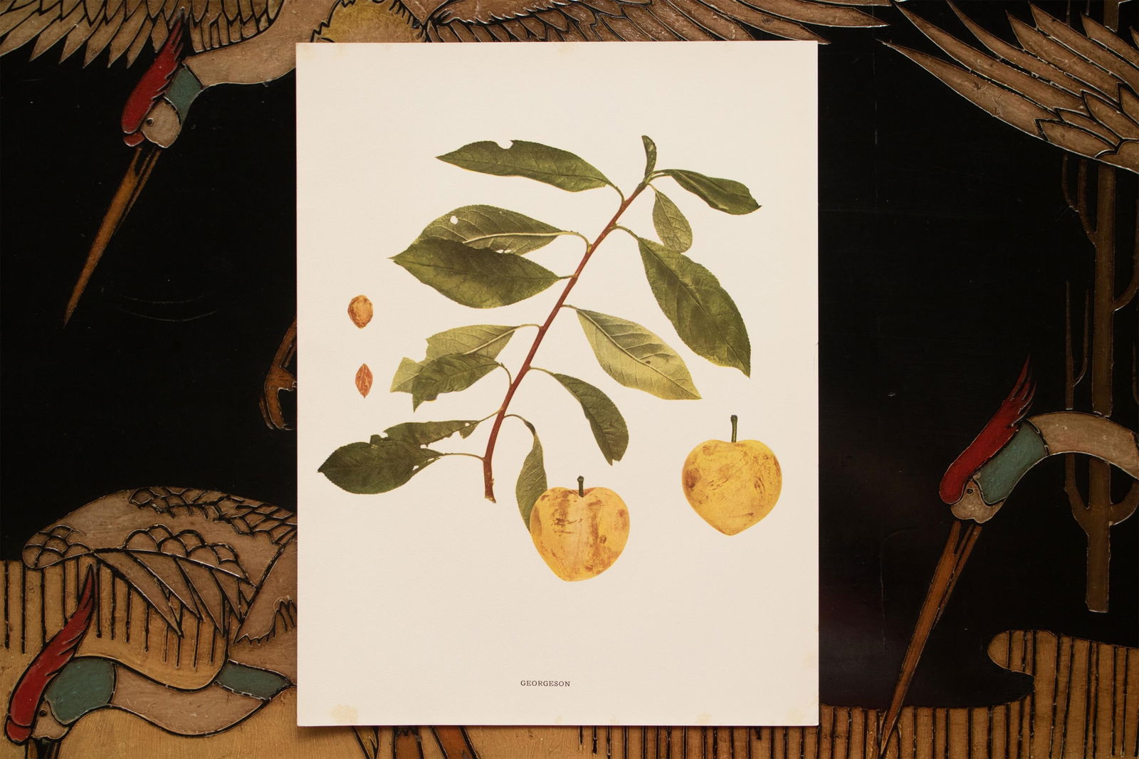 1900s U. P. Hedrick, Original Antique Photogravure of Georgeson Plums - 6