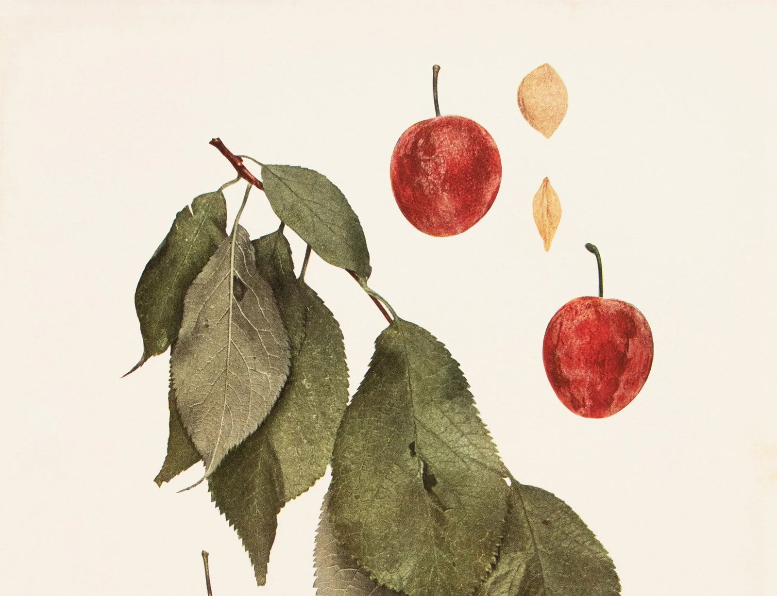 1900s U. P. Hedrick, Original Antique Photogravure of New Ulm Plums - 3