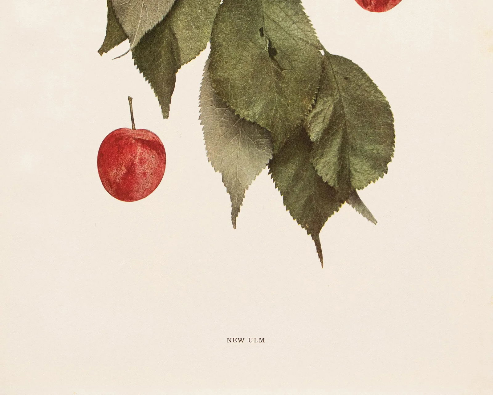 1900s U. P. Hedrick, Original Antique Photogravure of New Ulm Plums - 4