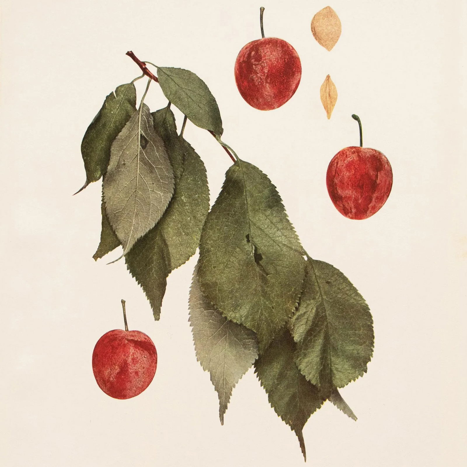 1900s U. P. Hedrick, Original Antique Photogravure of New Ulm Plums - 5