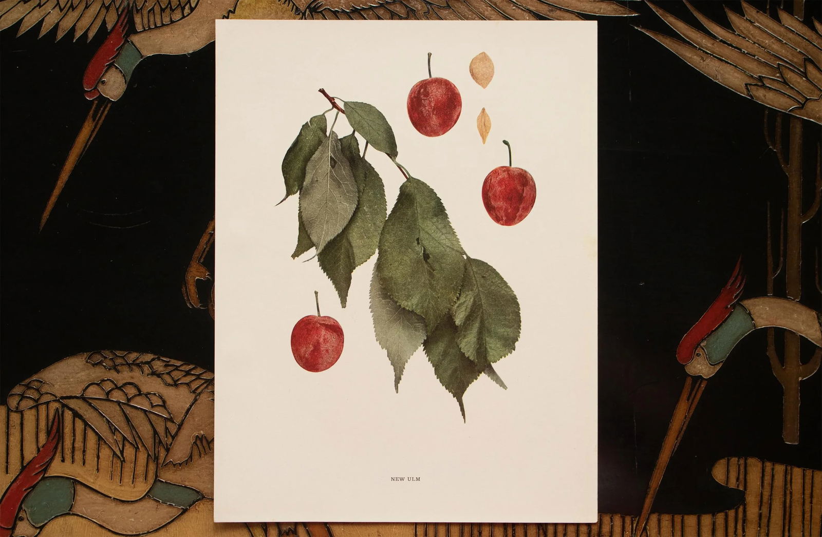 1900s U. P. Hedrick, Original Antique Photogravure of New Ulm Plums - 6