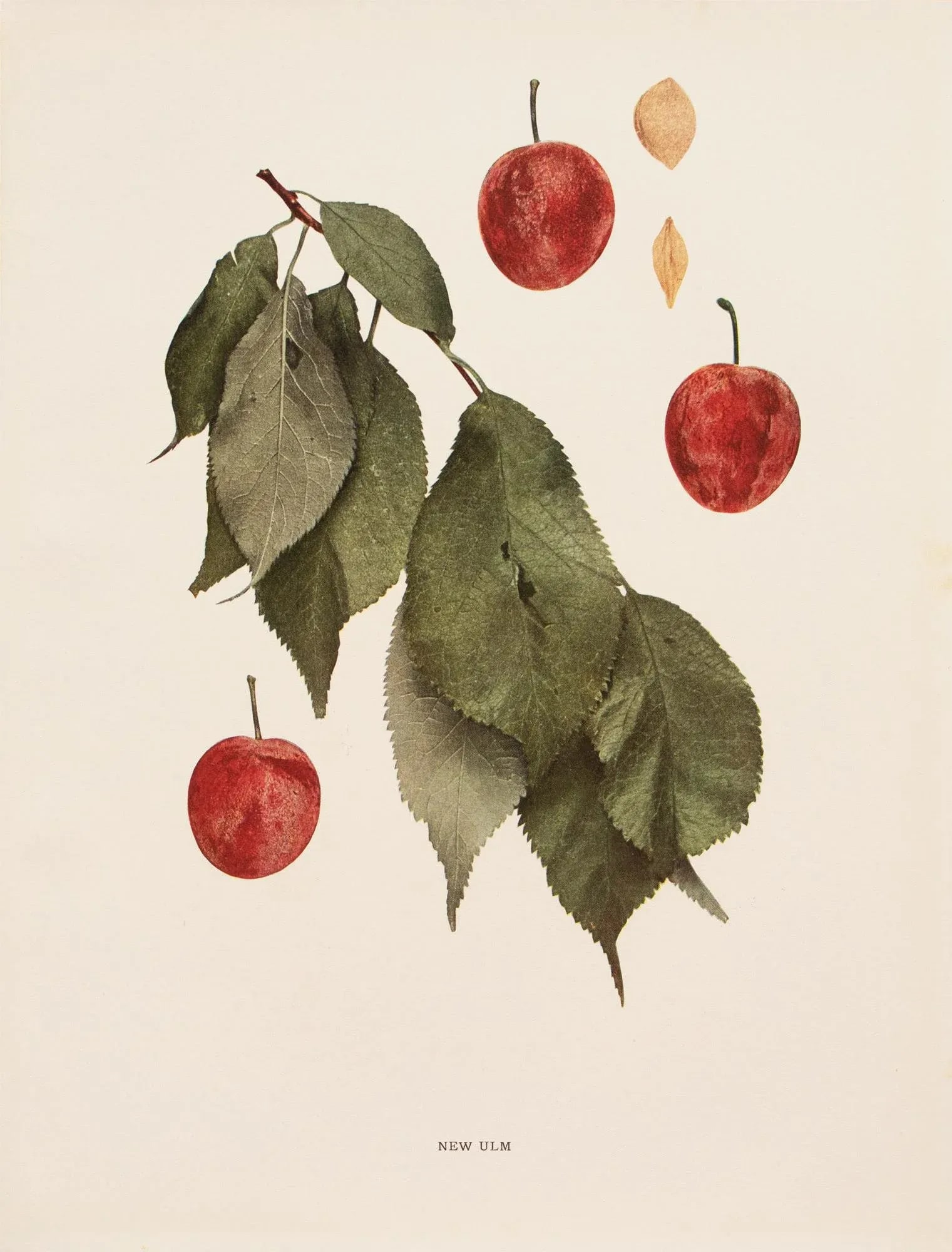 1900s U. P. Hedrick, Original Antique Photogravure of New Ulm Plums - 7