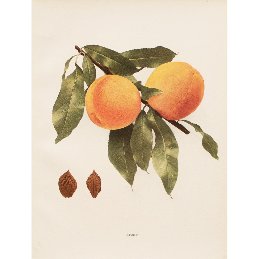 1900s U. P. Hedrick, Original Antique Photogravure of Stump Peaches: A magnificent original antique photogravure (print) of Stump Peaches by Ulysses Prentiss Hedrick (1870-1951). Superb quality. Printed on one side on heavy paper. Published and printed in early 1900s.