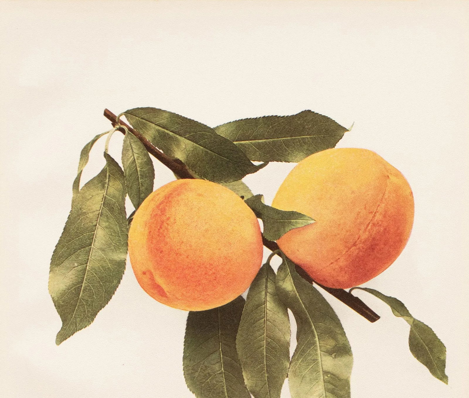 1900s U. P. Hedrick, Original Antique Photogravure of Stump Peaches - 3