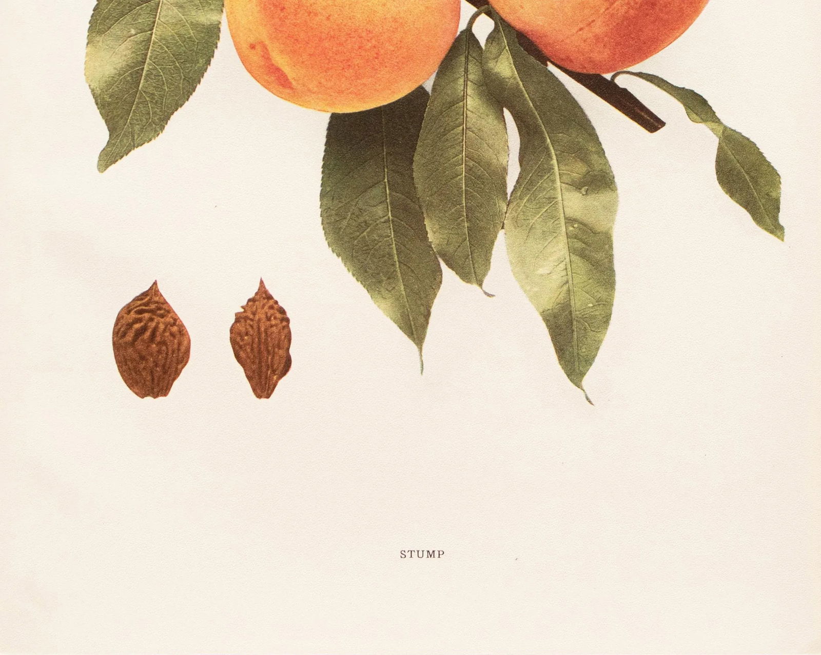 1900s U. P. Hedrick, Original Antique Photogravure of Stump Peaches - 4