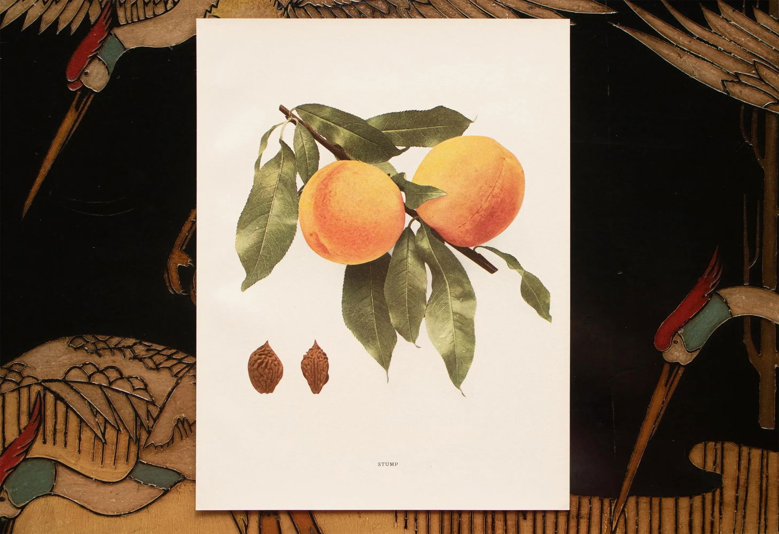 1900s U. P. Hedrick, Original Antique Photogravure of Stump Peaches - 6