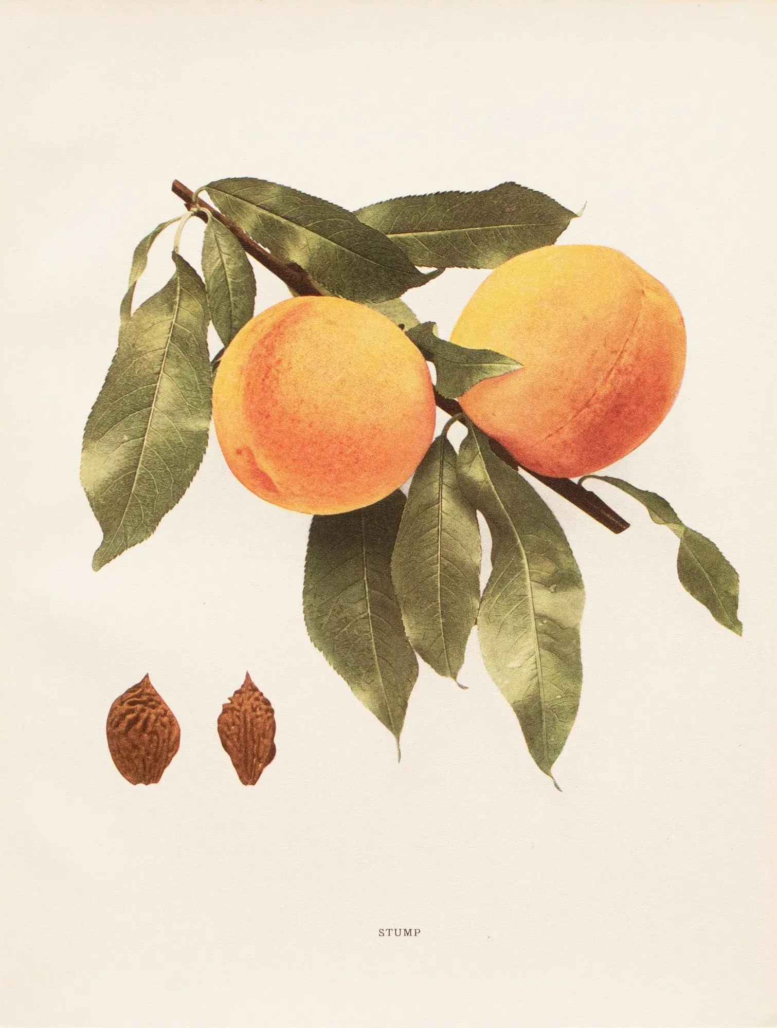 1900s U. P. Hedrick, Original Antique Photogravure of Stump Peaches - 7