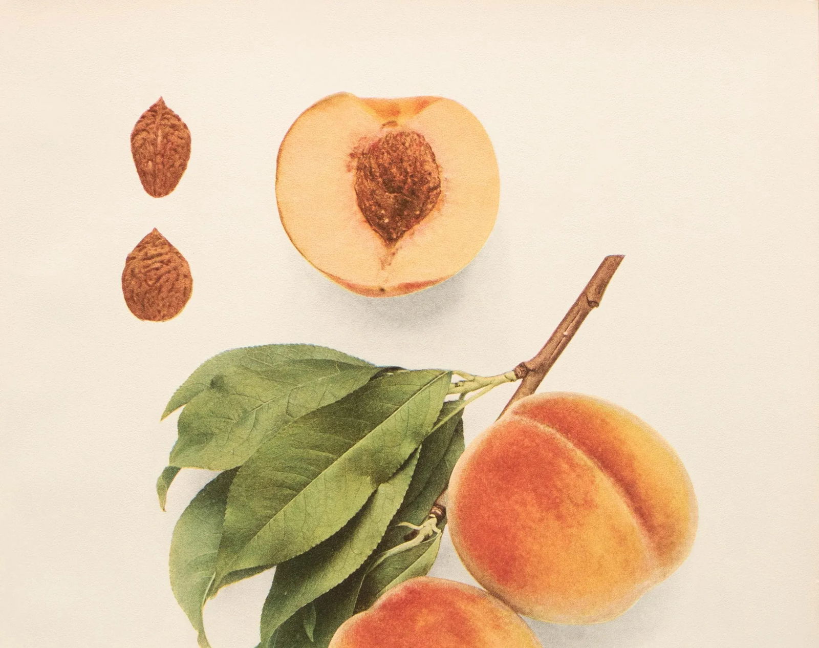 1900s U. P. Hedrick, Original Antique Photogravure of Foster Peaches - 3