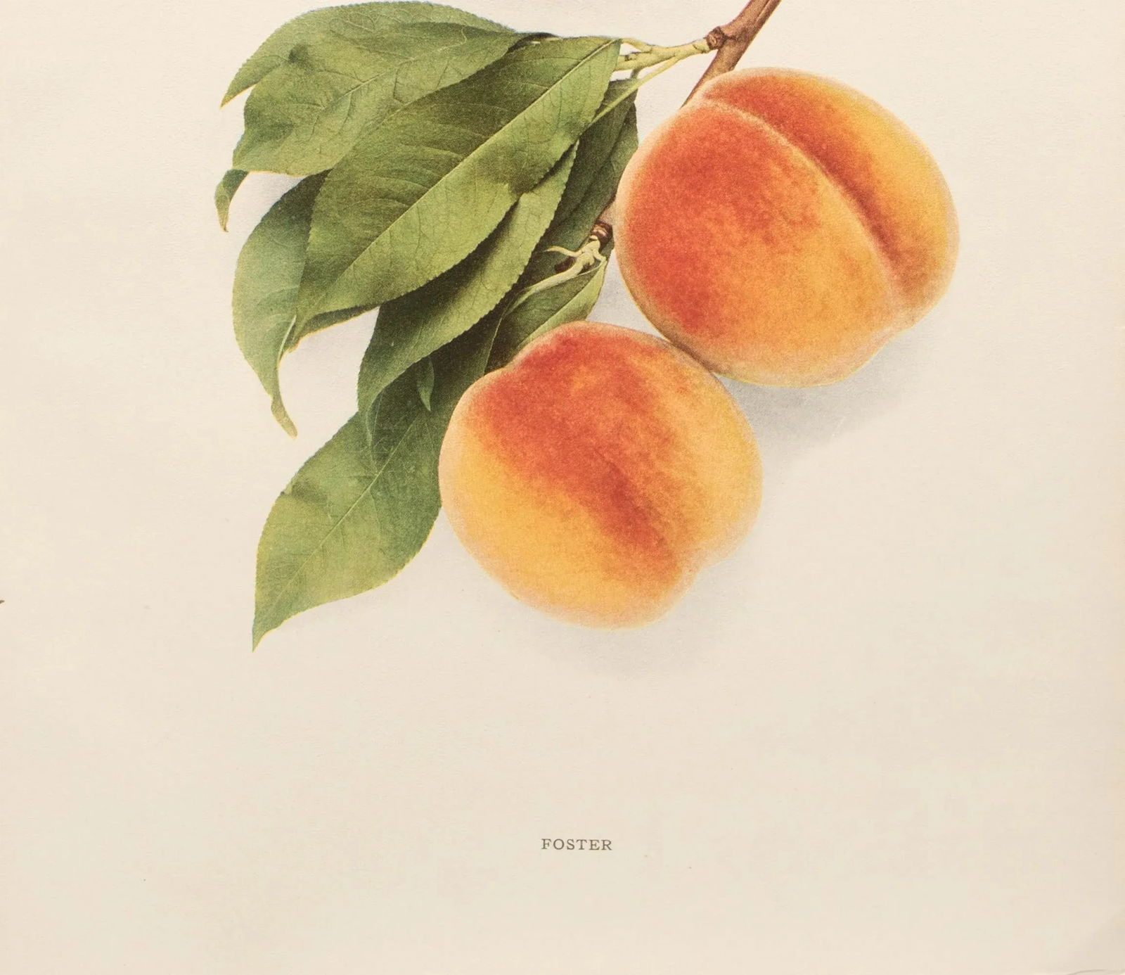 1900s U. P. Hedrick, Original Antique Photogravure of Foster Peaches - 4