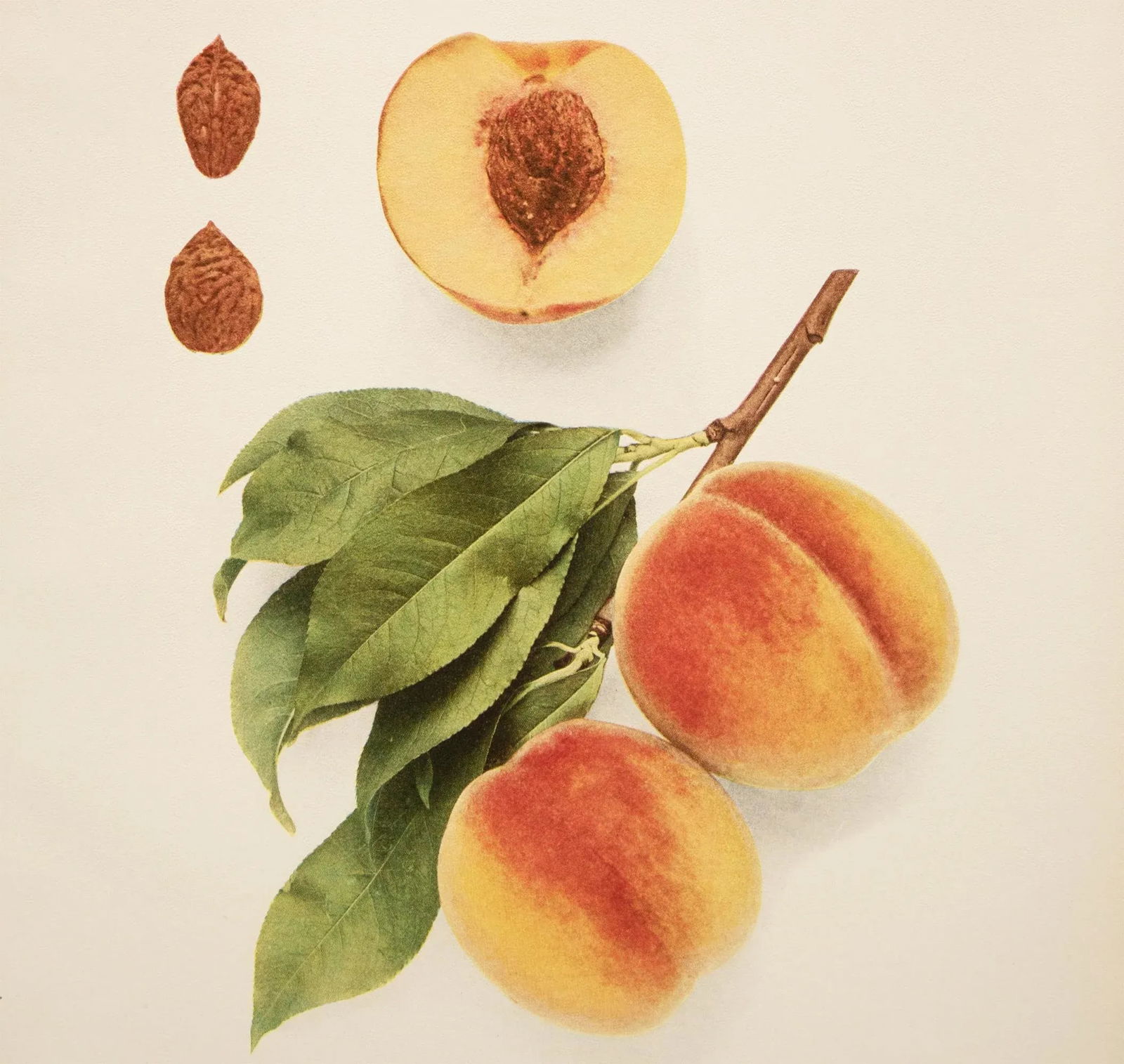 1900s U. P. Hedrick, Original Antique Photogravure of Foster Peaches - 5