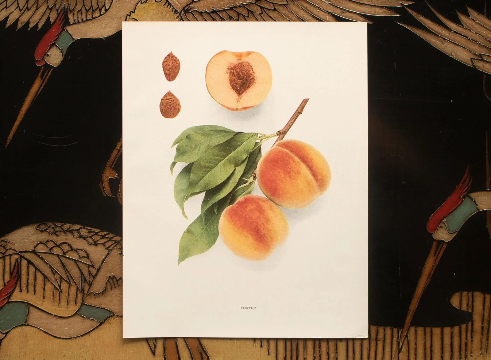 1900s U. P. Hedrick, Original Antique Photogravure of Foster Peaches - 6