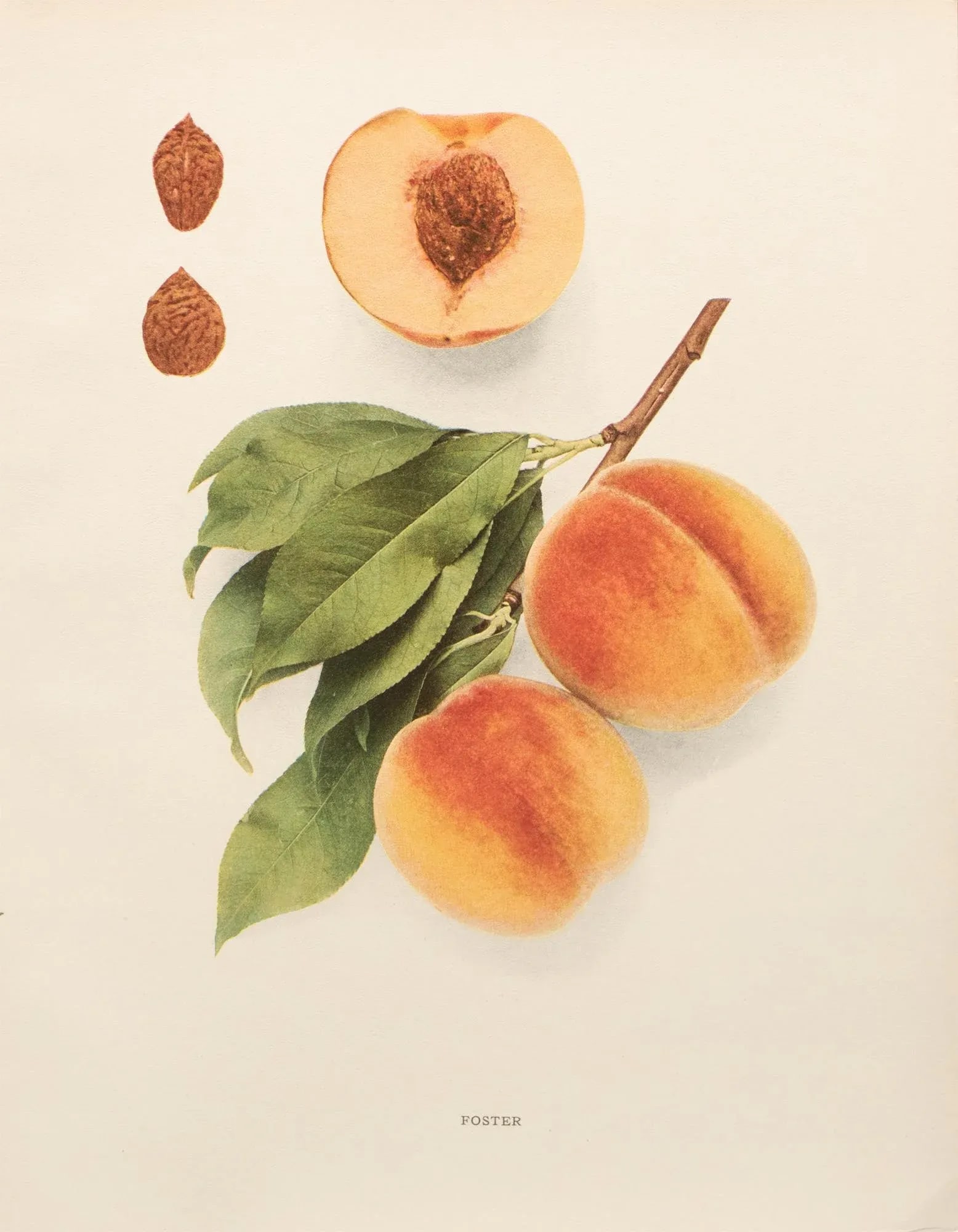 1900s U. P. Hedrick, Original Antique Photogravure of Foster Peaches - 7
