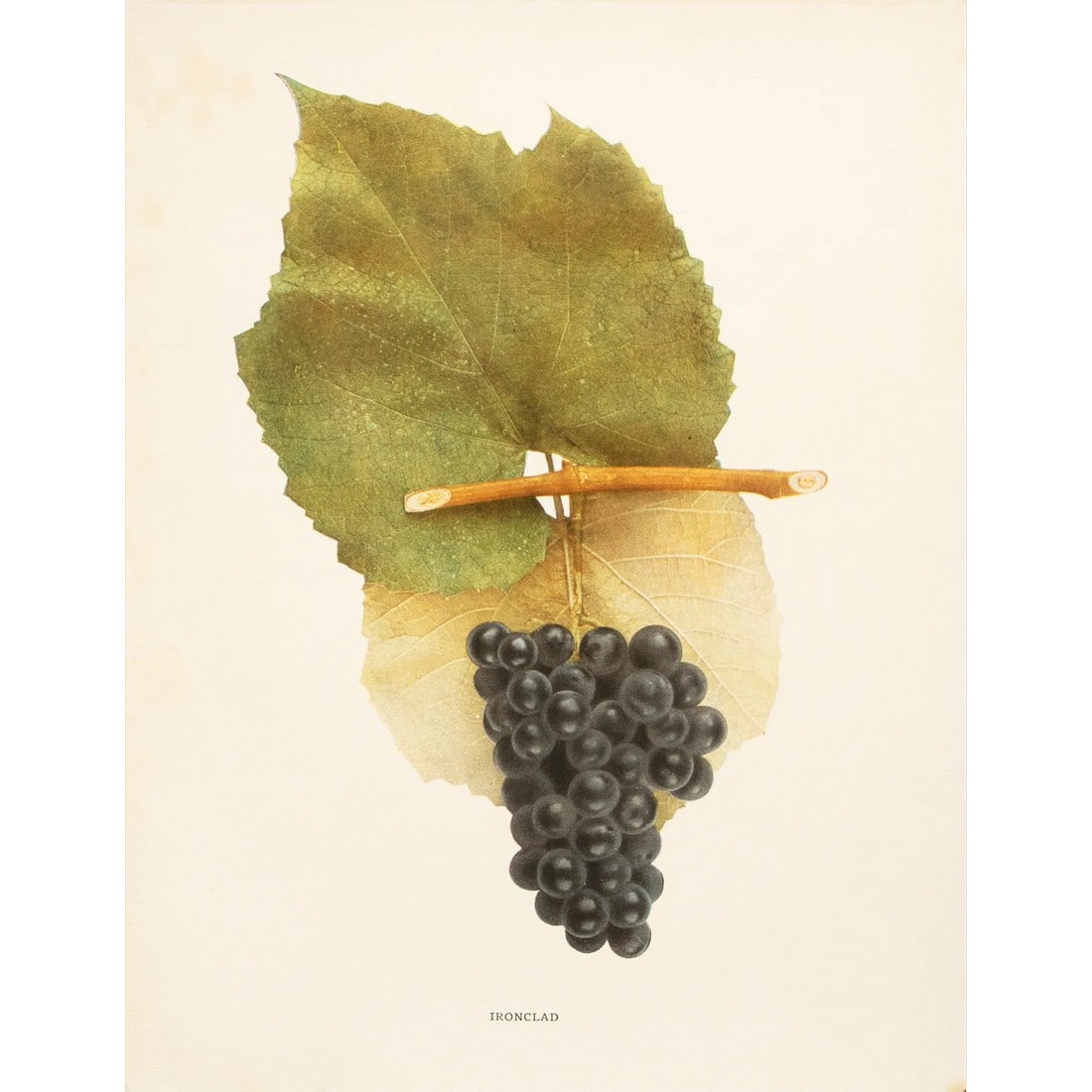 1900s U. P. Hedrick, Original Antique Photogravure of Ironclad Grapes: A magnificent original antique photogravure (print) of Ironclad Grapes by Ulysses Prentiss Hedrick (1870-1951). Superb quality. Printed on one side on heavy paper. Published and printed in early