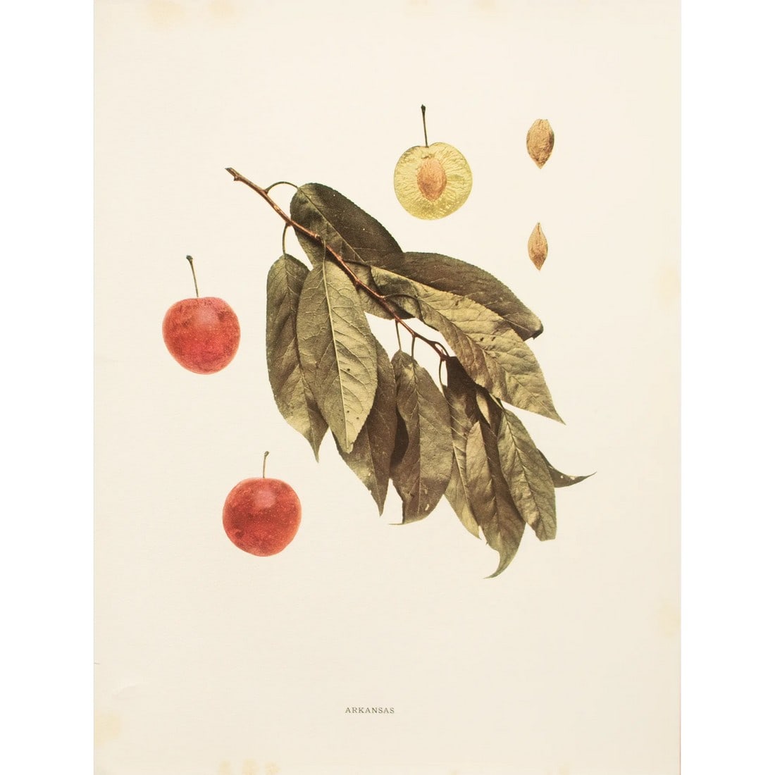 1900s U. P. Hedrick, Original Antique Photogravure of Arkansas Plums: A magnificent original antique photogravure (print) of Arkansas Plums by Ulysses Prentiss Hedrick (1870-1951). Superb quality. Printed on one side on heavy paper. Published and printed in early