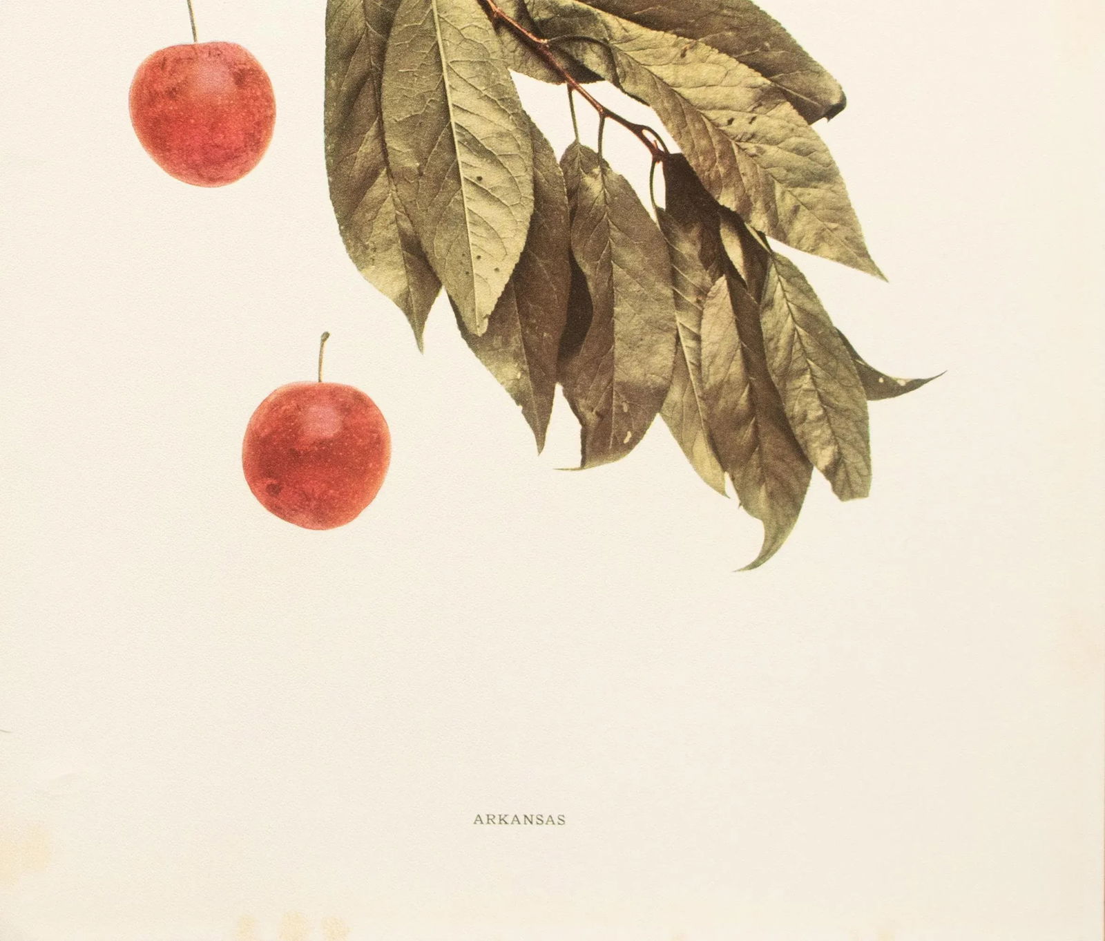 1900s U. P. Hedrick, Original Antique Photogravure of Arkansas Plums - 4